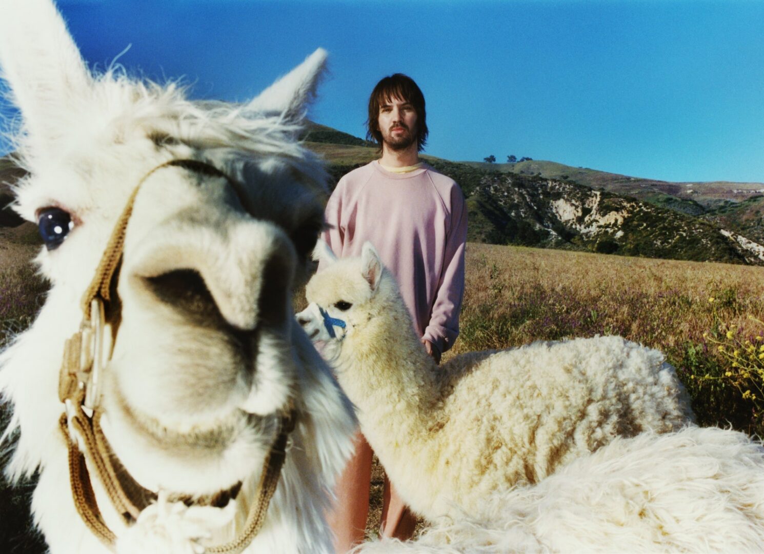 Tame Impala aka Kevin Parker with alpacas